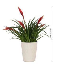 Flammendes Schwert - Vriesea Multiflora 'Astrid', In Keramik -Dehner 8627986 WE FS 003 BromeliaMulitfloraAstridInKeramik