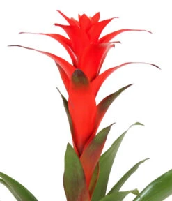 Guzmanie - Guzmania Calypso, In Keramik -Dehner 8628018 WE DE 001 GuzmaniaCalypsoInKeramik