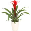 Guzmanie - Guzmania Calypso, In Keramik -Dehner 8628018 WE FS 001 GuzmaniaCalypsoInKeramikT13