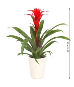 Guzmanie - Guzmania Calypso, In Keramik -Dehner 8628018 WE FS 003 GuzmaniaCalypsoInKeramik