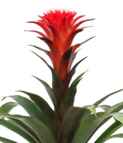 Bromelien-Set Sommerfrische, 4-teilig -Dehner 8628059 WE DE 002 BromelienMix4erSet