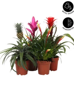 Bromelien-Set Sommerfrische, 4-teilig -Dehner 8628059 WE IG 002 BromelienMix4erSet