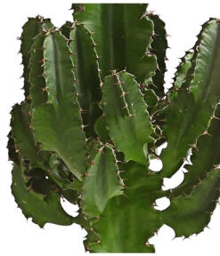 Abessinische Wolfsmilch - Euphorbia Abyssinica -Dehner 8649626 WE DE 001 EuphorbiaAbyssinicaT18DehnerExpressHerzig