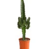 Abessinische Wolfsmilch - Euphorbia Abyssinica -Dehner 8649626 WE FS 001 EuphorbiaAbyssinicaT18DehnerExpressHerzig