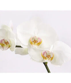 Schmetterlingsorchidee - Phalaenopsis Cultivars 'Crossing' -Dehner 8649964 we DE 004 SchmetterlingsorchideePhalaenopsis1TrieberT12DehnerExpressHerzig
