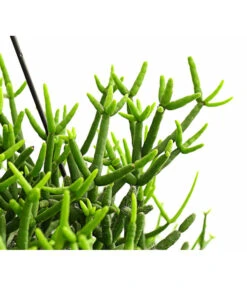 Korallenkaktus - Rhipsalis Baccifera 'Oasis', Ampel 5 Korallenkaktus - Rhipsalis Baccifera 'Oasis', Ampel -Dehner 8650020 PR DE 001 RhipsalisOasisKorallenkaktusAmpelT14DehnerExpressHerzig