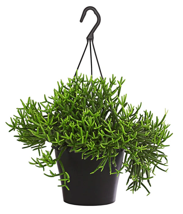 Korallenkaktus - Rhipsalis Baccifera 'Oasis', Ampel 3 Korallenkaktus - Rhipsalis Baccifera 'Oasis', Ampel