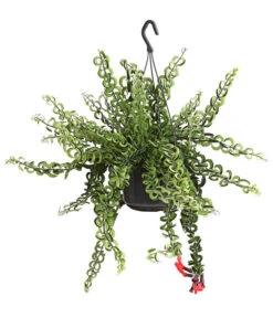 Schamblume - Aeschynanthus Cultivars 'Twister', Ampel