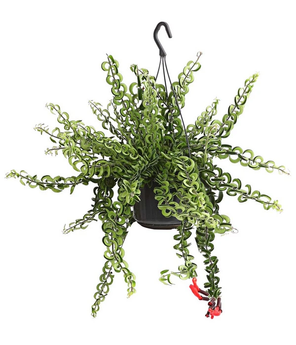 Schamblume - Aeschynanthus Cultivars 'Twister', Ampel 3 Schamblume - Aeschynanthus Cultivars 'Twister', Ampel