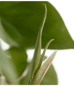 Baumfreund - Philodendron Scandens, Ampel -Dehner 8659617 PR DE 001 PhilodendronScandensBaumfreundAmpelT15DehnerExpressZS