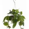 Baumfreund - Philodendron Scandens, Ampel