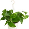 Efeutute - Epipremnum Aureum 'Torro', Ampel -Dehner 8660045 WE FS 001 EpipremnumAureumAmpelScindapsusT15DehnerExpressHerzig