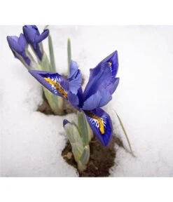Netzblatt-Iris 'Harmony' -Dehner 8662256 BlaueIrisPixabay
