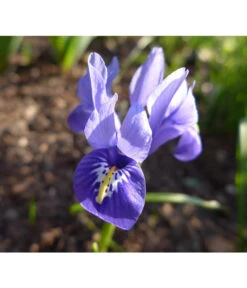 Netzblatt-Iris 'Harmony' -Dehner 8662256 BlaueZwergIrisPixabay
