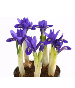 Netzblatt-Iris 'Harmony' -Dehner 8662256 WE DE 001 IrisReticulataT9DehnerExpressHerzig
