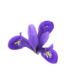 Netzblatt-Iris 'Harmony' -Dehner 8662256 WE DE 002 IrisReticulataT9DehnerExpressHerzig