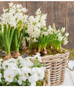 Traubenhyazinthe 'White Magic' 9 Traubenhyazinthe 'White Magic' -Dehner 8662686 8247520 8662009 8662041 PR MO 001 Allerheiligen0173