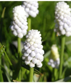 Traubenhyazinthe 'White Magic' 10 Traubenhyazinthe 'White Magic' -Dehner 8662686 PR MO 001 TraubenhyazintheWhiteMagicPixabay