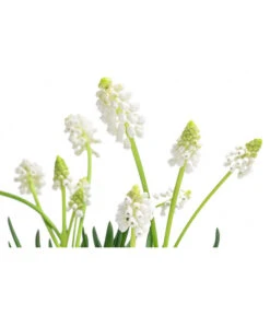 Traubenhyazinthe 'White Magic' 11 Traubenhyazinthe 'White Magic' -Dehner 8662686 WE DE 001 MuscariAucheriWhiteMagicTraubenhyazintheT9cm