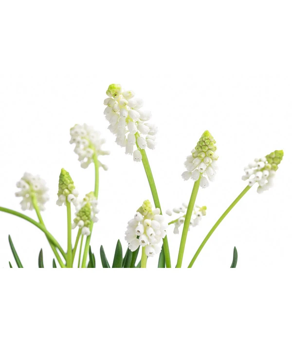 Traubenhyazinthe 'White Magic' 7 Traubenhyazinthe 'White Magic' – Bild 5