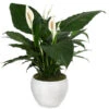 Einblatt - Spathiphyllum Wallisii, In Keramik -Dehner 8666182 PR FS 001 SpathiphyllumInKeramikT21