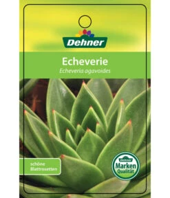 Echeverie - Echeveria Agavoides -Dehner 8672636 Echeveriaagavoides 22022017 1