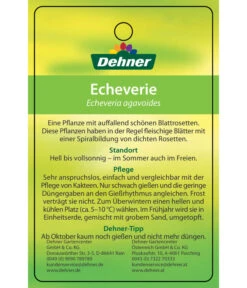Echeverie - Echeveria Agavoides -Dehner 8672636 Echeveriaagavoides 22022017 2