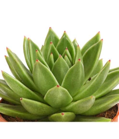 Echeverie - Echeveria Agavoides -Dehner 8672636 WE DE 001 EcheveriaAgavoidesT10DehnerExpressHerzig