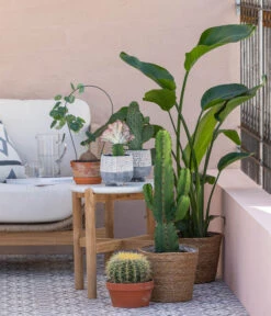 Dehner Seegras-Korb Igmar, Konisch 13 Dehner Seegras-Korb Igmar, Konisch -Dehner 8673246 WE MO 001 KaktusWolfsmilchEuphorbiaIngens