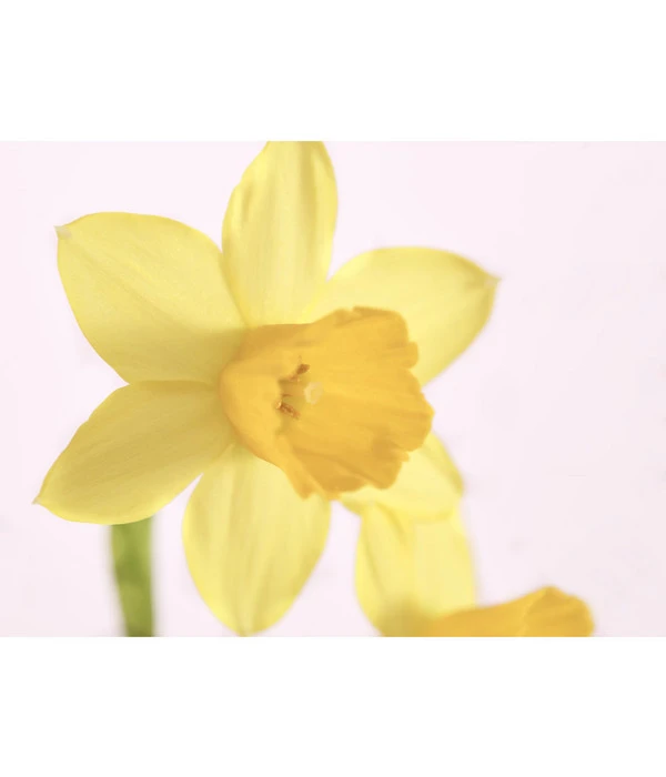 Zwiebelpflanzen-Trio Frühlingsstimmung 4 Zwiebelpflanzen-Trio Frühlingsstimmung – Bild 2