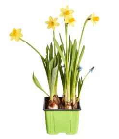 Zwiebelpflanzen-Trio Frühlingsstimmung 7 Zwiebelpflanzen-Trio Frühlingsstimmung -Dehner 8686636 PR FS 001 Zwiebel4erMixT9DehnerExpressZS