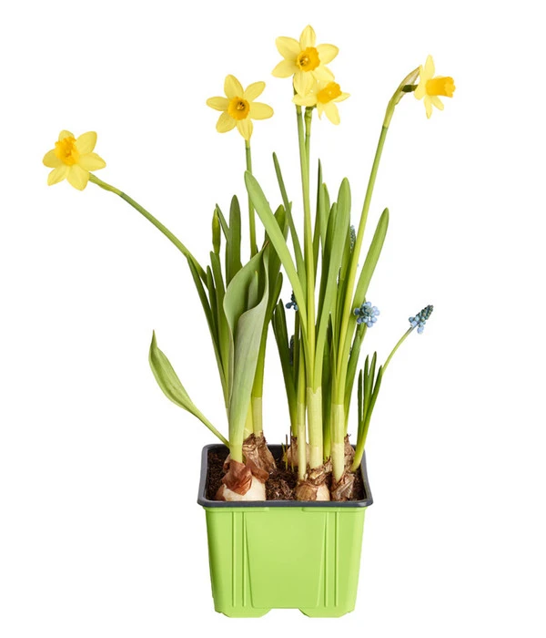Zwiebelpflanzen-Trio Frühlingsstimmung 5 Zwiebelpflanzen-Trio Frühlingsstimmung – Bild 3