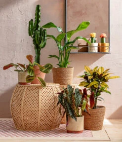 Abessinische Wolfsmilch - Euphorbia Abyssinica -Dehner 8698805 WE MO 001 AutumnSunrise