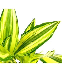 Drachenbaum - Dracaena Fragrans 'Yellow Coast' -Dehner 8702110 PR DE 002 DracaenaYellowCoastDrachenbaumT11DehnerExpressHerzig