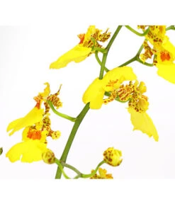 Zahnzungen-Orchidee - Odontoglossum-Hybriden, Verschiedene Sorten -Dehner 8704694 PR DE 003 Odontoglossum1TrieberT12DehnerHerzig