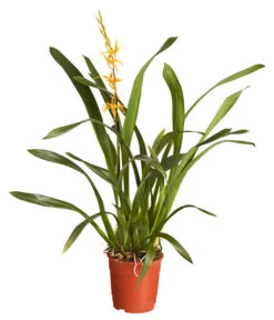 Zahnzungen-Orchidee - Odontoglossum-Hybriden, Verschiedene Sorten -Dehner 8704694 PR FS 001 OdontoglossumBrassadaMiradaSortenmix1TrieberT11DehnerExpressZS