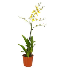 Zahnzungen-Orchidee - Odontoglossum-Hybriden, Verschiedene Sorten -Dehner 8704694 PR FS 003 Odontoglossum1TrieberT12DehnerHerzig