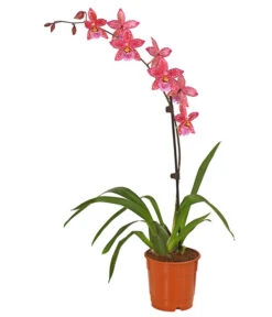 Zahnzungen-Orchidee - Odontoglossum-Hybriden, Verschiedene Sorten -Dehner 8704694 PR FS 004 Odontoglossum1TrieberT12DehnerHerzig