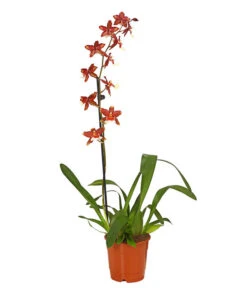 Zahnzungen-Orchidee - Odontoglossum-Hybriden, Verschiedene Sorten -Dehner 8704694 PR FS 005 Odontoglossum1TrieberT12DehnerHerzig