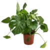 Fensterblatt - Monstera Deliciosa -Dehner 8710436 WE FS 001 MonsteraDeliciosaBuschT27