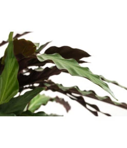 Korbmarante - Calathea Cultivars, Verschiedene Sorten -Dehner 8712242 PR DE 002 CalatheaMixT21DehnerExpressHerzig
