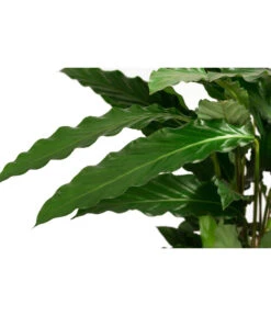 Korbmarante - Calathea Cultivars, Verschiedene Sorten -Dehner 8712242 PR DE 003 CalatheaMixT21DehnerExpressHerzig