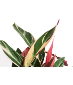 Korbmarante - Calathea Cultivars, Verschiedene Sorten -Dehner 8712242 PR DE 004 CalatheaMixT21DehnerExpressHerzig