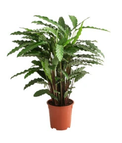 Korbmarante - Calathea Cultivars, Verschiedene Sorten -Dehner 8712242 PR FS 003 CalatheaMixT21DehnerExpressHerzig