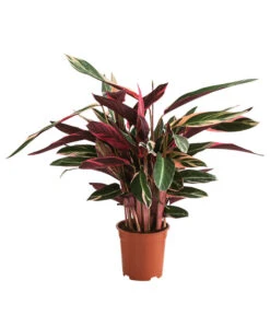 Korbmarante - Calathea Cultivars, Verschiedene Sorten -Dehner 8712242 PR FS 004 CalatheaMixT21DehnerExpressHerzig