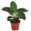 Baumfreund - Philodendron 'White Wave' -Dehner 8713406 PR FS 001 PhilodendronWhiteWaveT12 DehnerExpressHerzig