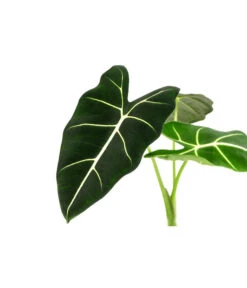 Pfeilblatt - Alocasia Micholitziana 'Frydek' -Dehner 8715575 WE DE 001 AlocasiaFrydeckT14