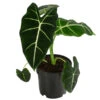 Pfeilblatt - Alocasia Micholitziana 'Frydek' -Dehner 8715575 WE FS 001 AlocasiaFrydeckT14