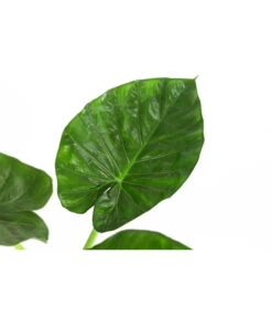 Pfeilblatt - Alocasia Macrorrhiza -Dehner 8720013 WE DE 001 AlocasiaMacrorhizzaElefantenohrDehner