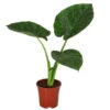 Pfeilblatt - Alocasia Macrorrhiza -Dehner 8720013 WE FS 001 AlocasiaMacrorhizzaElefantenohrDehner